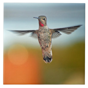Carreau Colibri planant