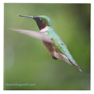 Carreau Colibri Rubis-Throated