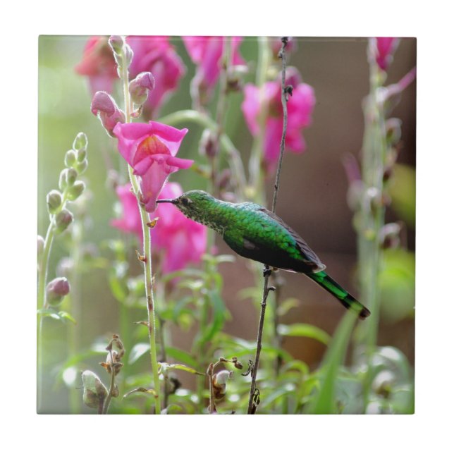 Carreau Colibri se nourrit de nectar (Devant)