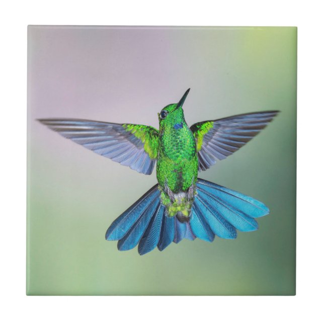 Carreau Colibri vert et bleu (Devant)