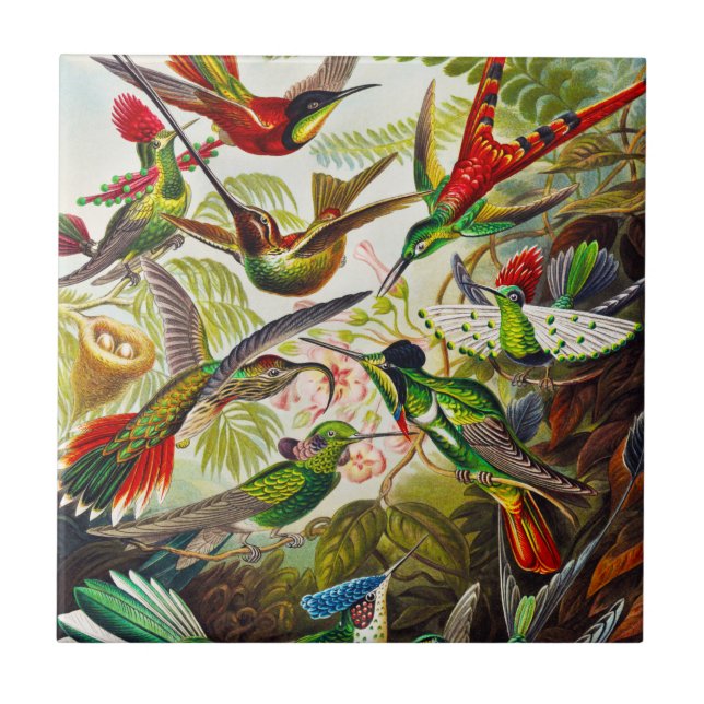 Carreau Colibri Vintage par Ernst Haeckel (Devant)