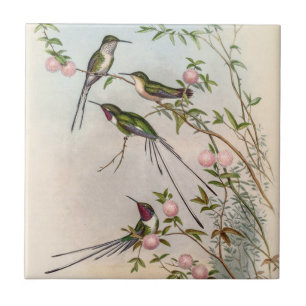 Carreau Colibris mignons avec fleurs roses par John Gould
