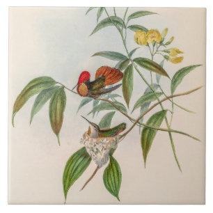 Carreau Colibris vintage par John Gould
