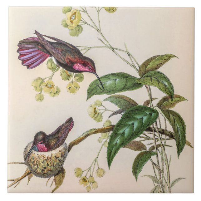 Carreau Colibris vintage par John Gould (Devant)
