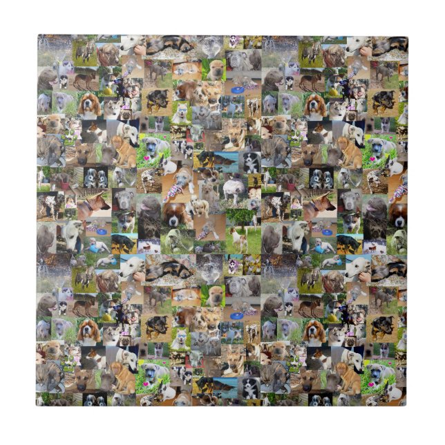 Carreau Collage de photos de chiens, (Devant)