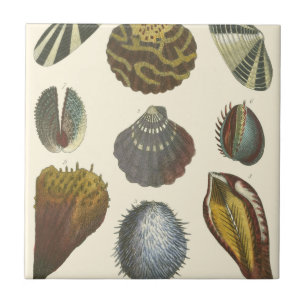 Carreau Collection Conchology