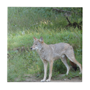 Carreau Collection Coyote
