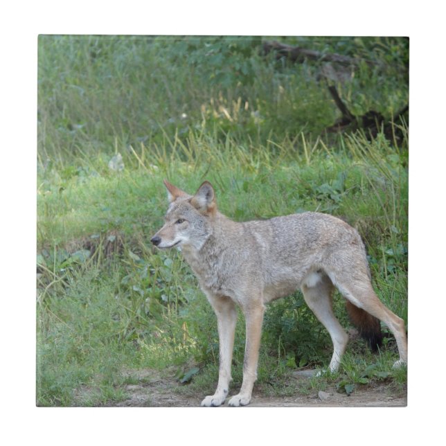 Carreau Collection Coyote (Devant)