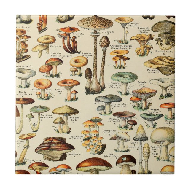 Carreau Collection de champignons    (Devant)