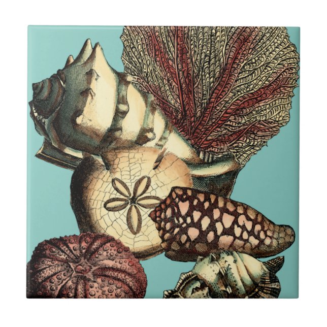 Carreau Collection de coquillages turquoise et de coraux r (Devant)