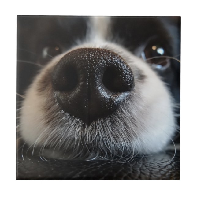Carreau Collie Bordure Cute Nez Closeuse (Devant)