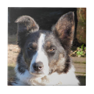 CARREAU COLLIE FRONTALIÈRE
