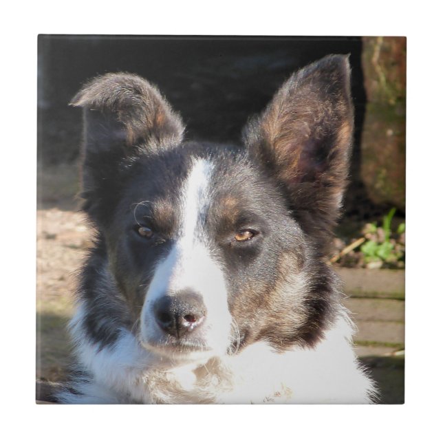 CARREAU COLLIE FRONTALIÈRE (Devant)