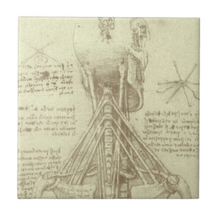 Carreau Colonne de colonne vertébrale de l'anatomie humain
