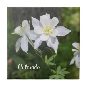 Carreau Colorado Carrelage blanc sauvage