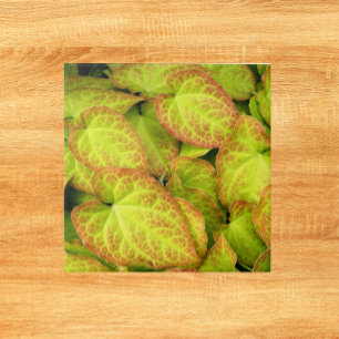 Carreau Colorée Barrenwort Plante Feuilles Floral