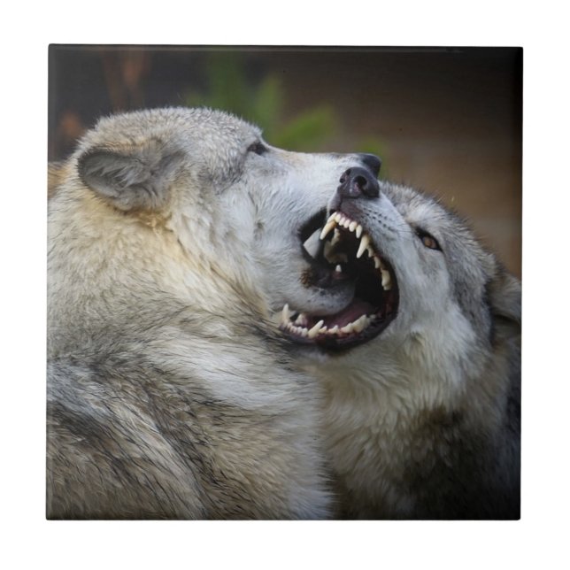 Carreau Combat de loup (Devant)