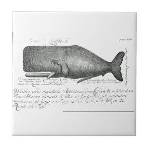Carreau Conception vintage de baleine