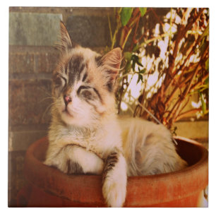 Carreau Confort Sleepy Kitty