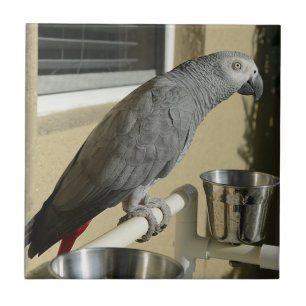 Carreau Congo : Le perroquet gris africain sur pied