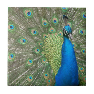 Carreau Contrefiche de paon