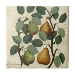 Carreau Copie botanique de poire vintage de fruit