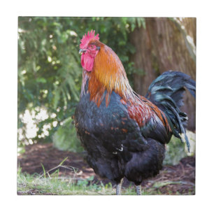 Carreau Coq