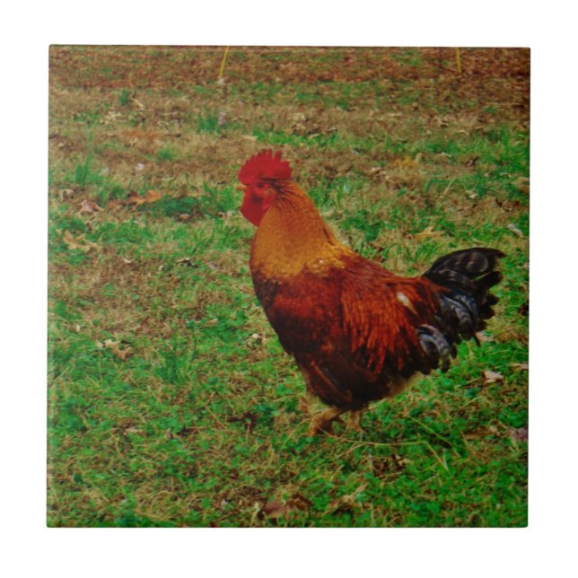 Carreau Coq dans le triage (Devant)