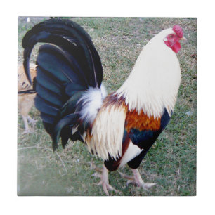 Carreau Coq de baie d'Hawaï Hanauma