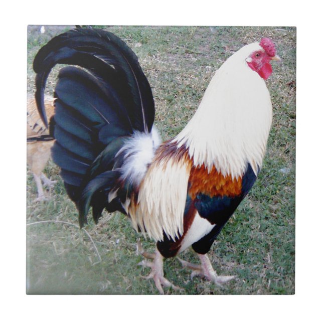 Carreau Coq de baie d'Hawaï Hanauma (Devant)