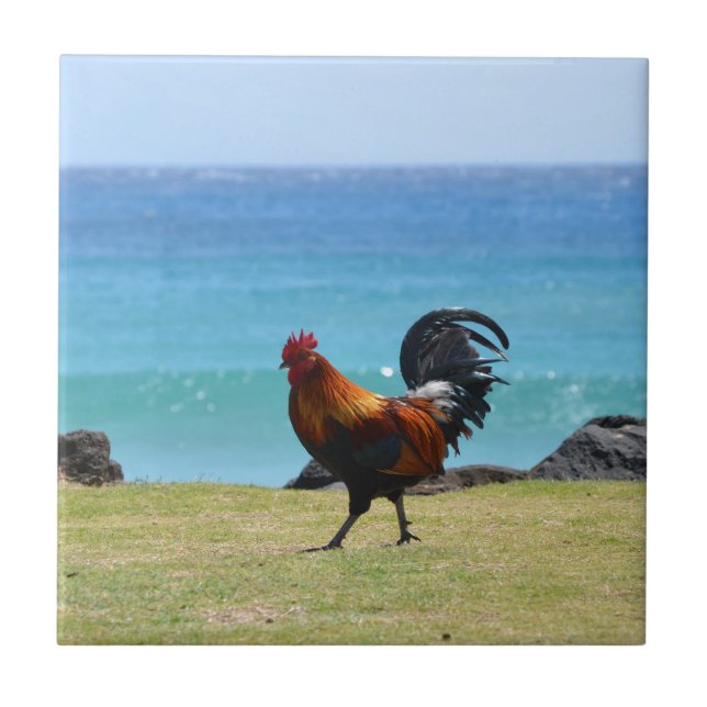 Carreau Coq de Kauai (Devant)