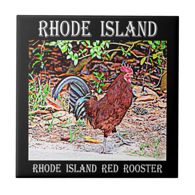 Carreau Coq de rouge d'île de Rhode (Devant)