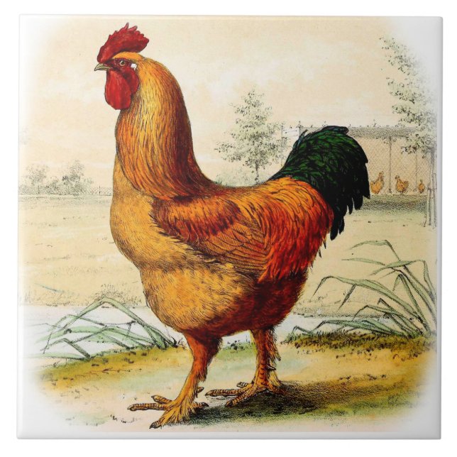 Carreau Coq décoratif de fantaisie de tuile de mur de (Devant)