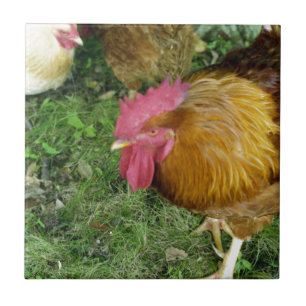 Carreau Coq sur le rôdeur