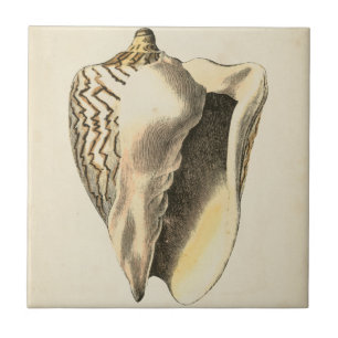 Carreau Coque vintage Sepia Conch