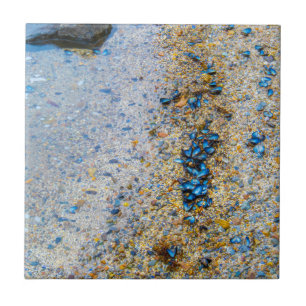 Carreau Coques de moules dans le Maine