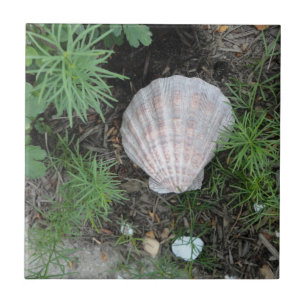 Carreau Coquillage dans le jardin