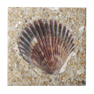Carreau Coquillage sur le sable