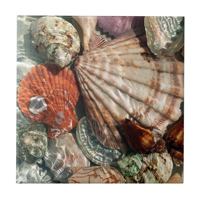 Carreau Coquillages (Devant)