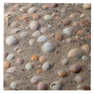 Carreau Coquillages marins sur la plage
