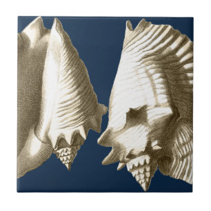 Carreau Coquillages Sepia Conch