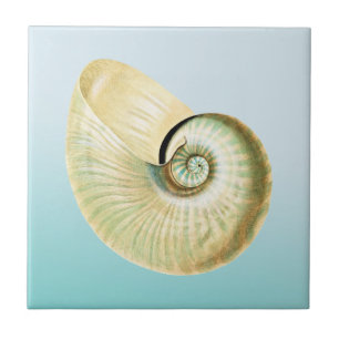 Carreau Coquille de Nautilus