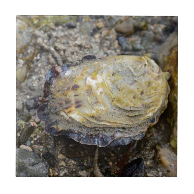 Carreau Coquille d'huître (Devant)