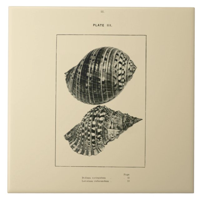 Carreau Coquilles de NZ - variegatum de Dolium, rubicundum (Devant)