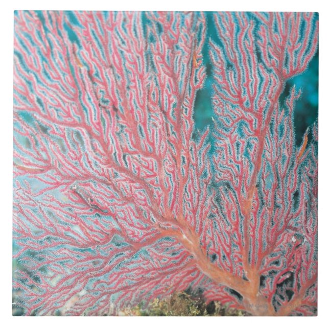 Carreau Corail de Gorgonian 3 (Devant)