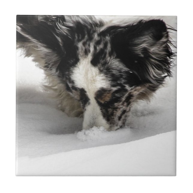 Carreau Corgi de museau de neige (Devant)