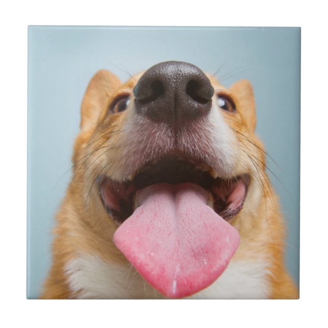 Carreau Corgi très heureux des images | de Getty (Devant)