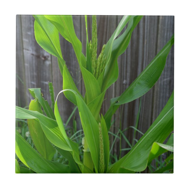 Carreau Corn Stalk (Devant)