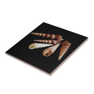 Carreau Cornes marines