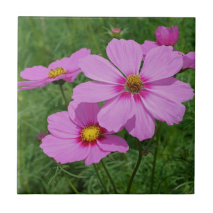 Carreau Cosmos rose Fleurs Nature